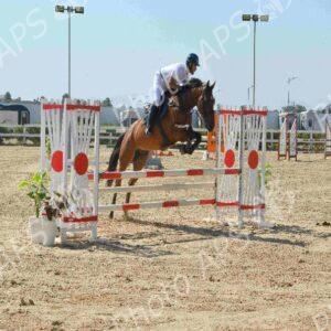 Oran : début des épreuves du Grand concours national de saut d'obstacles "deux et trois étoiles"