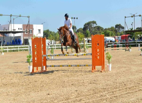 Oran : début des épreuves du Grand concours national de saut d'obstacles "deux et trois étoiles"