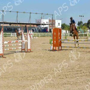 Oran : début des épreuves du Grand concours national de saut d'obstacles "deux et trois étoiles"