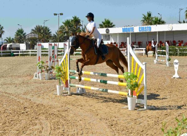 Oran : début des épreuves du Grand concours national de saut d'obstacles "deux et trois étoiles"