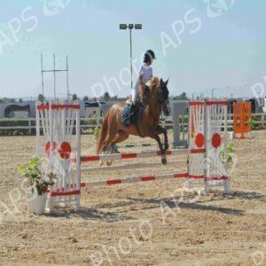 Oran : début des épreuves du Grand concours national de saut d'obstacles "deux et trois étoiles"