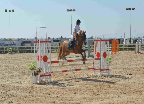 Oran : début des épreuves du Grand concours national de saut d'obstacles "deux et trois étoiles"