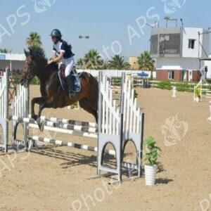 Oran : début des épreuves du Grand concours national de saut d'obstacles "deux et trois étoiles"