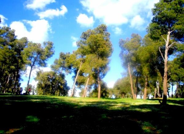 Mascara : la forêt récréative