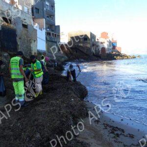 Oran : coup d’envoi d’une opération de nettoyage des algues sur les plages