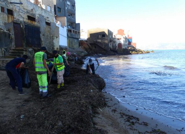 Oran : coup d’envoi d’une opération de nettoyage des algues sur les plages