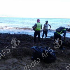 Oran : coup d’envoi d’une opération de nettoyage des algues sur les plages
