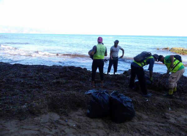 Oran : coup d’envoi d’une opération de nettoyage des algues sur les plages