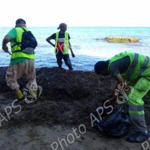 Oran : coup d’envoi d’une opération de nettoyage des algues sur les plages