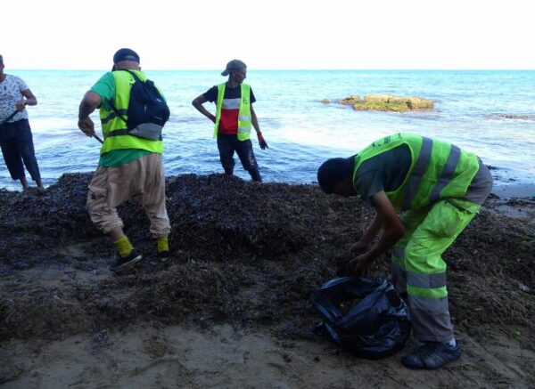 Oran : coup d’envoi d’une opération de nettoyage des algues sur les plages