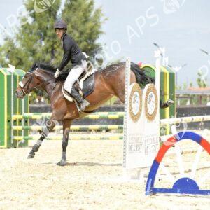 Constantine : coup d'envoi du concours national de saut d’obstacles d'équitation au club Etoile de l’Est